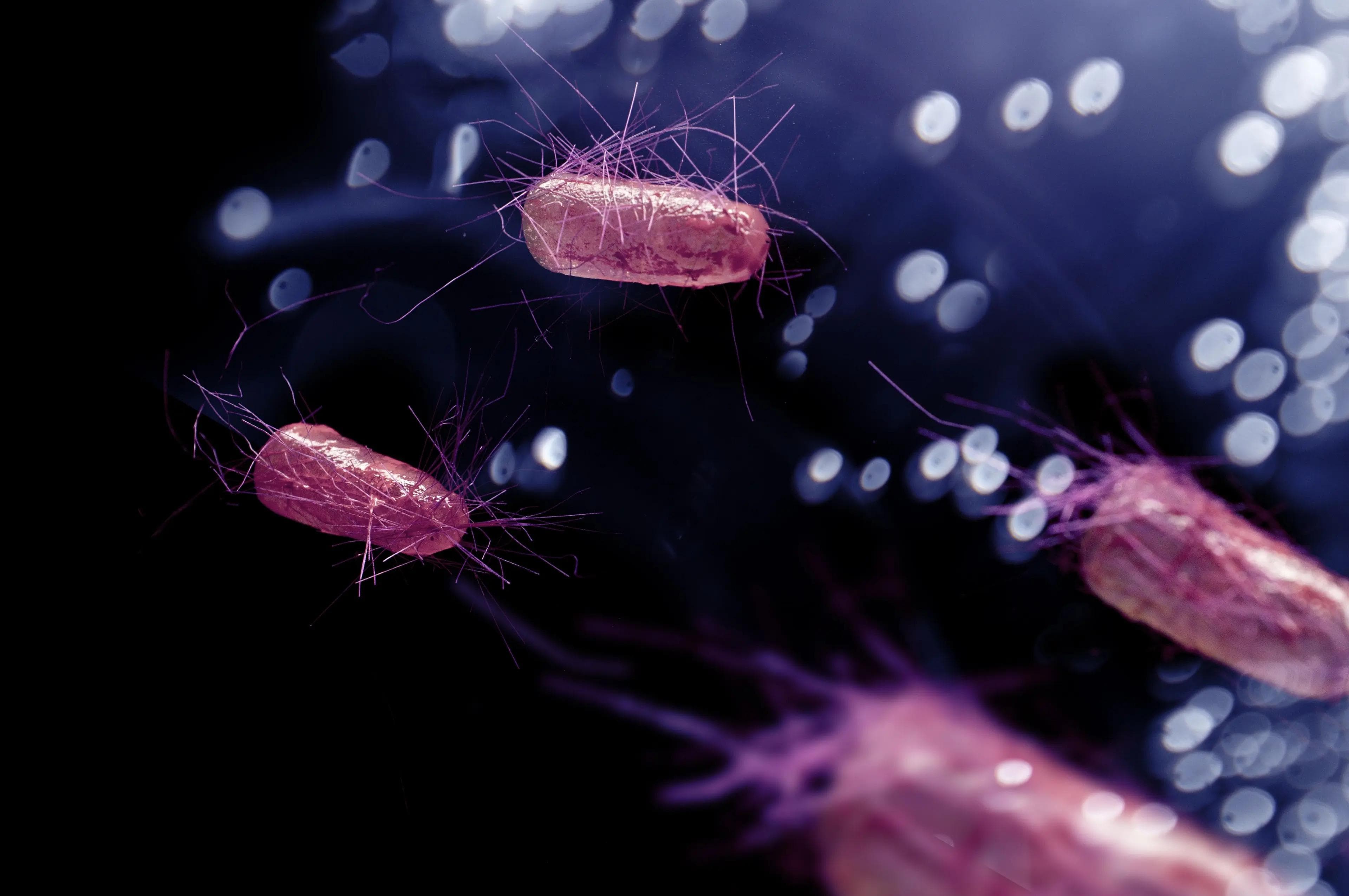 Escherichia coli can cause digestive complications in patients. | Image Credit: Ezume Images - stock.adobe.com